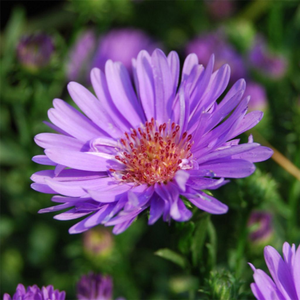 Aster ericoïdes Lovely - Myrten Aster