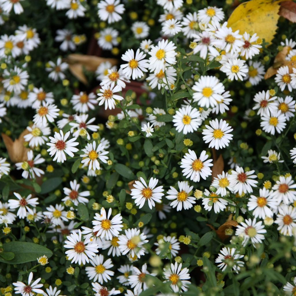 Aster ericoïdes - Myrten Aster