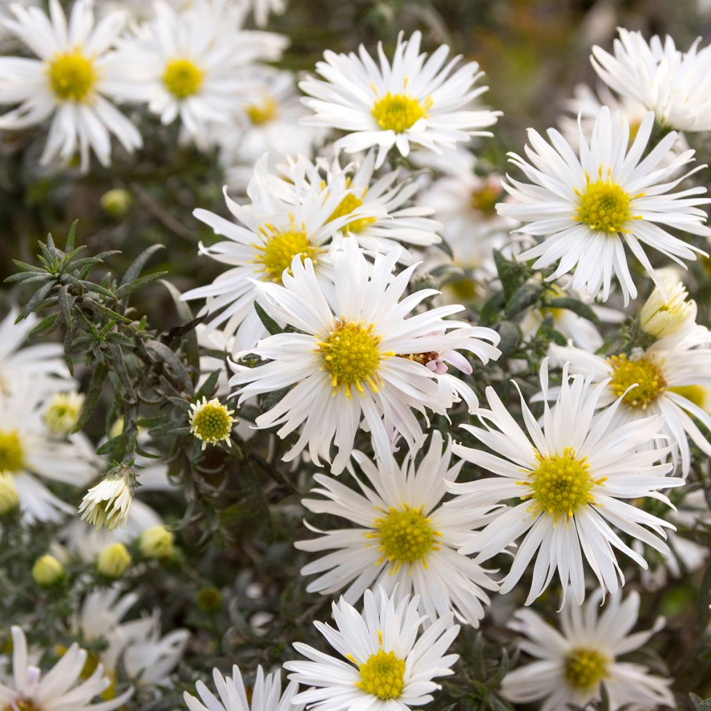 Aster ericoïdes f. prostratus Snow Flurry - Myrten Aster