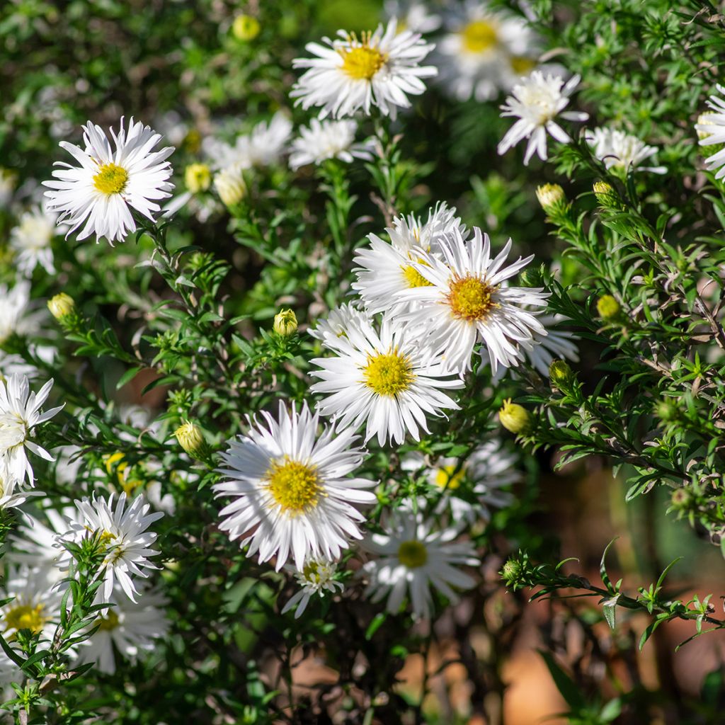 Aster ericoïdes f. prostratus Snow Flurry - Myrten Aster