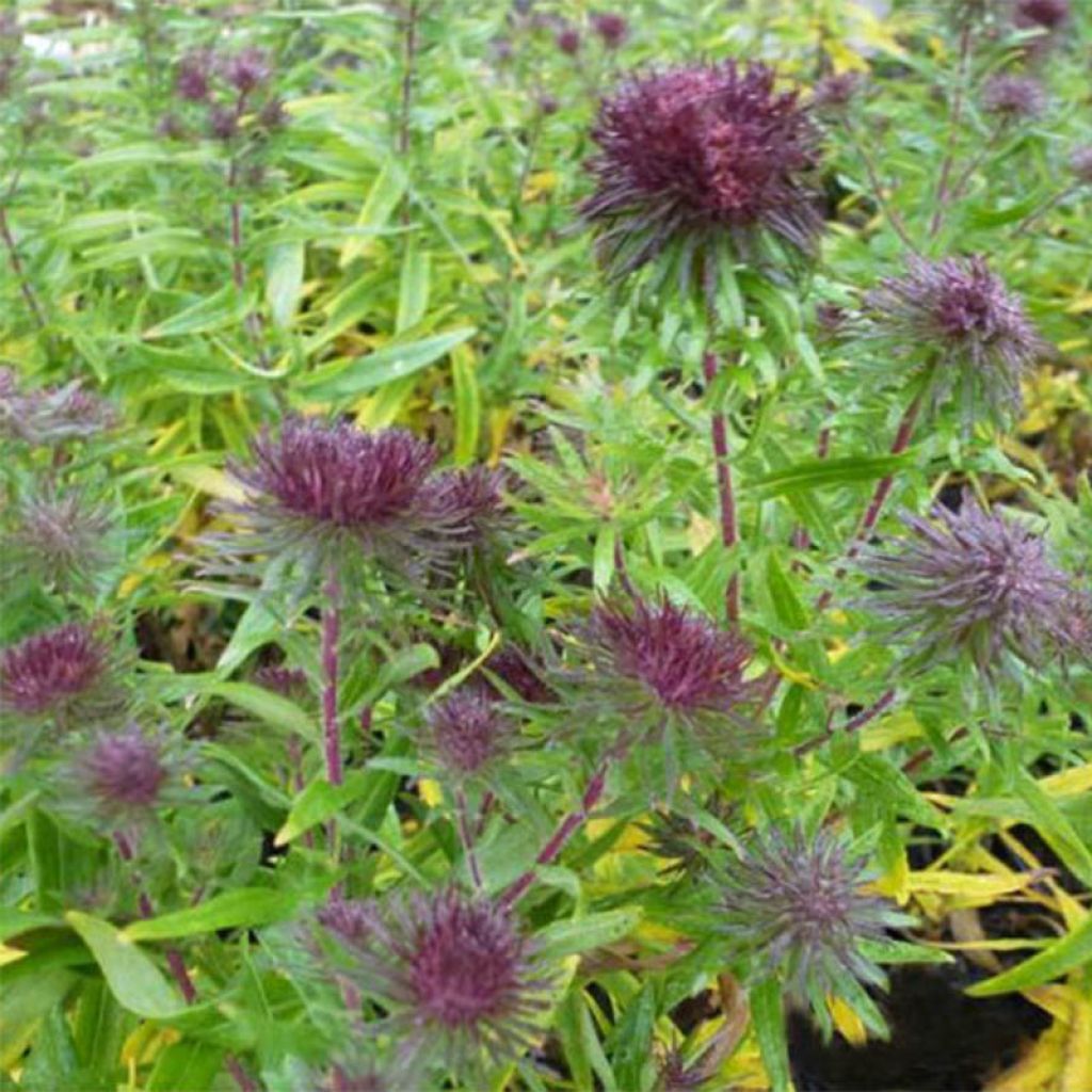 Aster novae-angliae Ann Leys - Neuenglische Aster