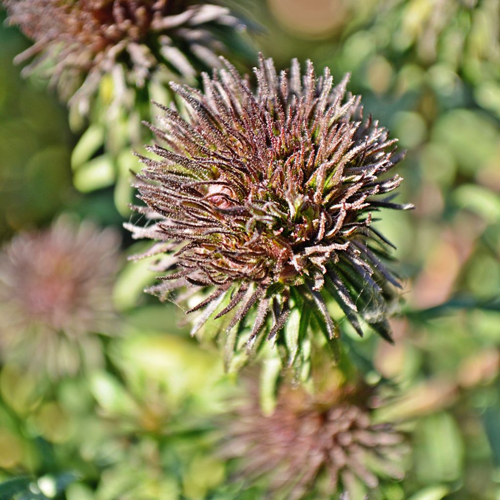 Aster novae-angliae Ann Leys - Neuenglische Aster