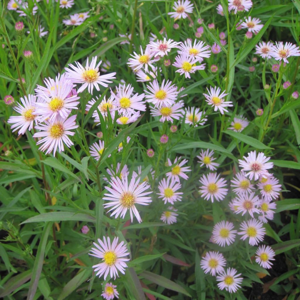 Aster Ochtendgloren