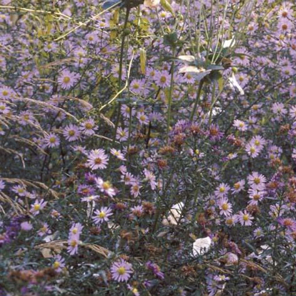 Aster laevis - Glatte Aster