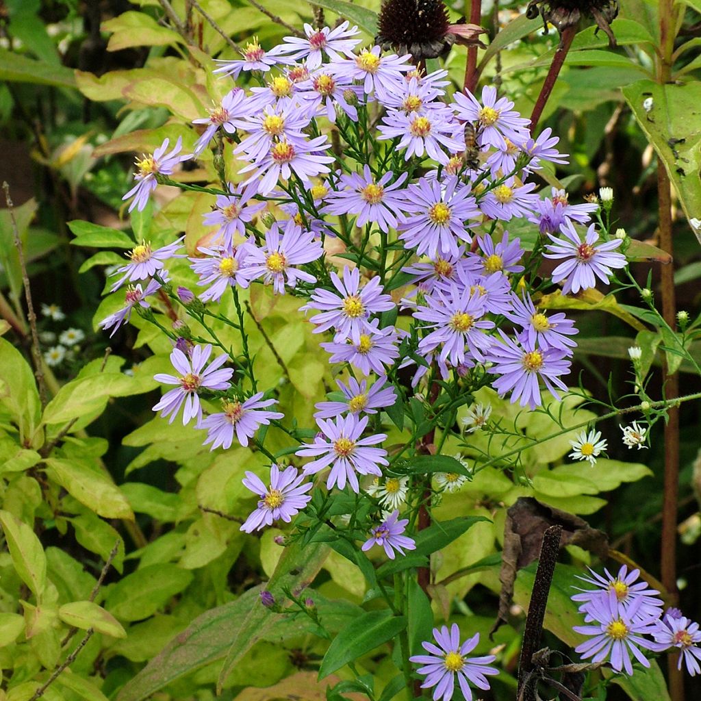 Aster laevis - Glatte Aster