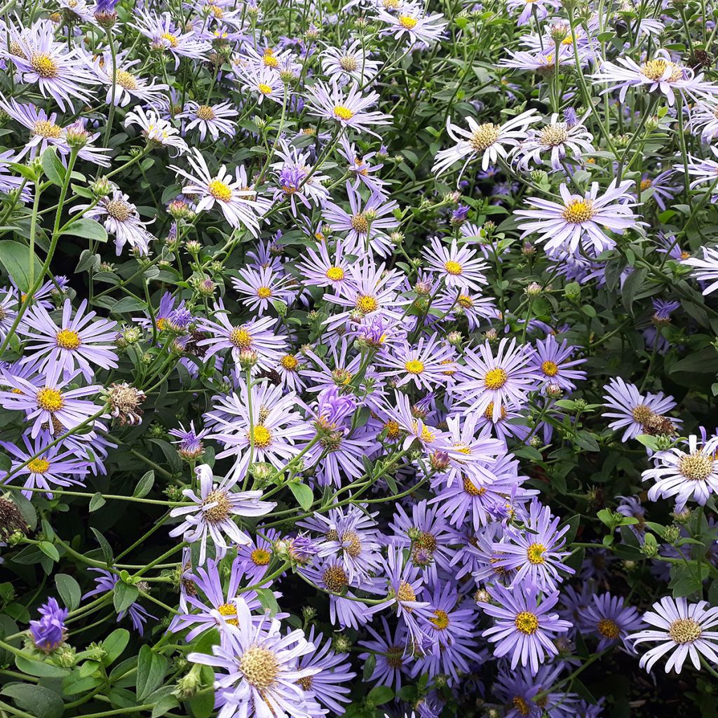 Aster laevis - Glatte Aster