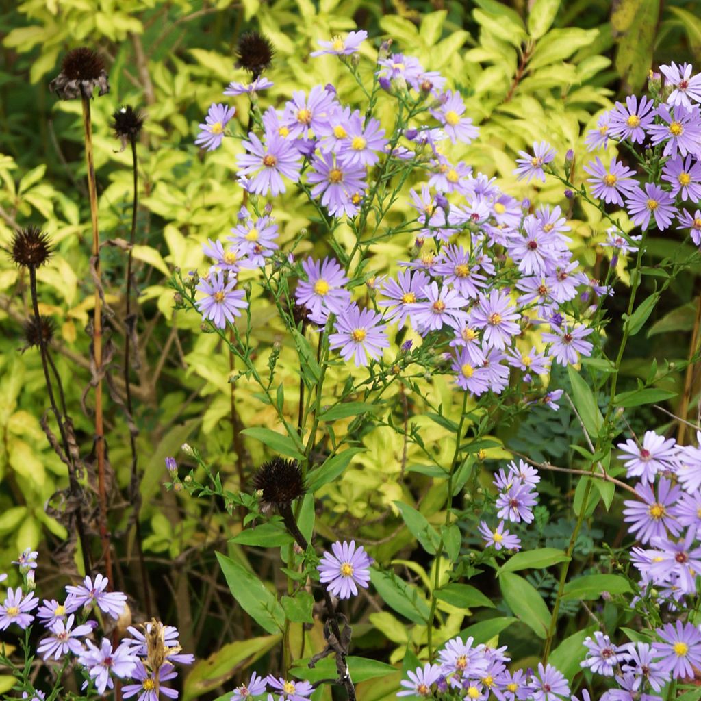 Aster laevis - Glatte Aster