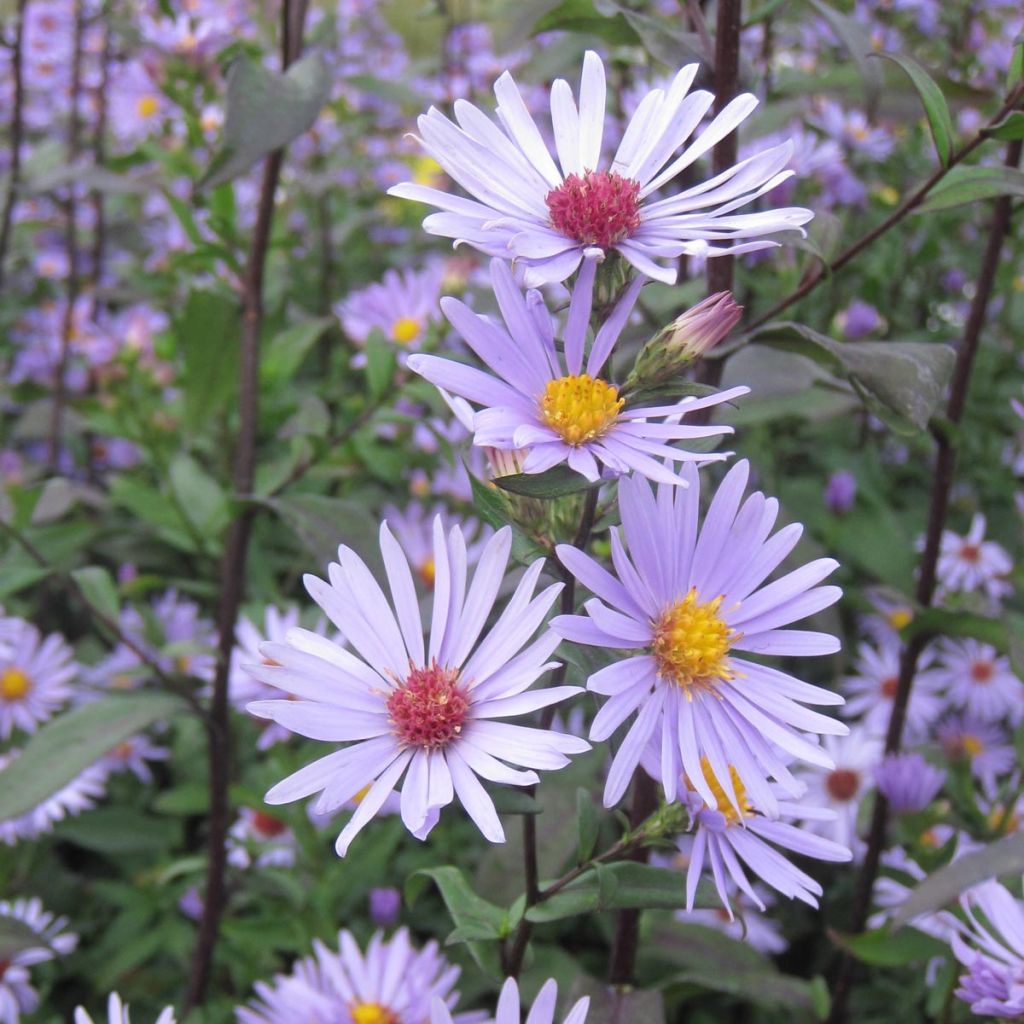 Aster laevis Calliope - Aster géant d'automne