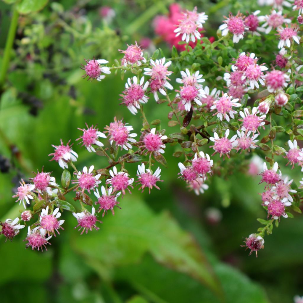 Aster lateriflorus Horizontalis - Herbstaster