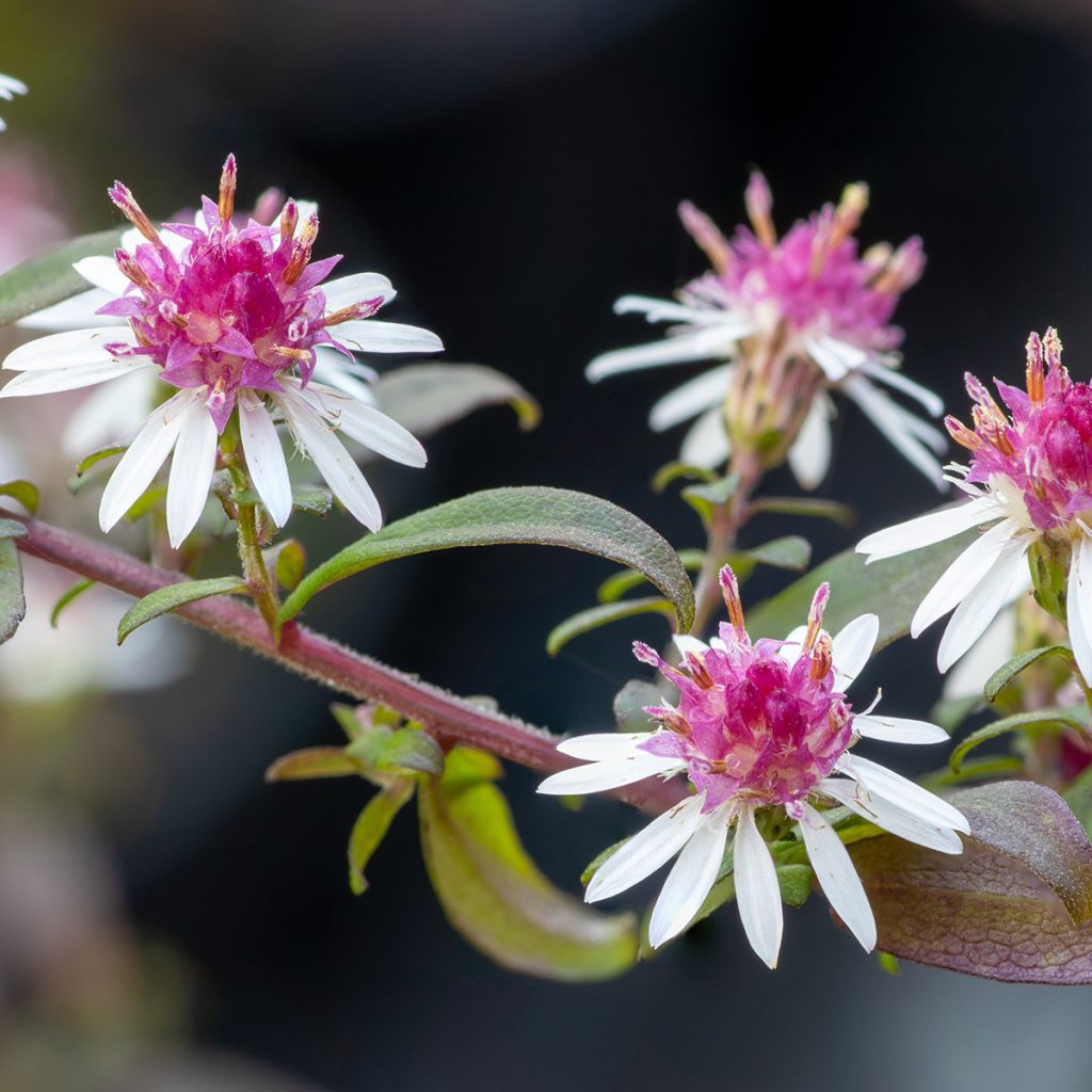 Aster lateriflorus Prince - Herbstaster