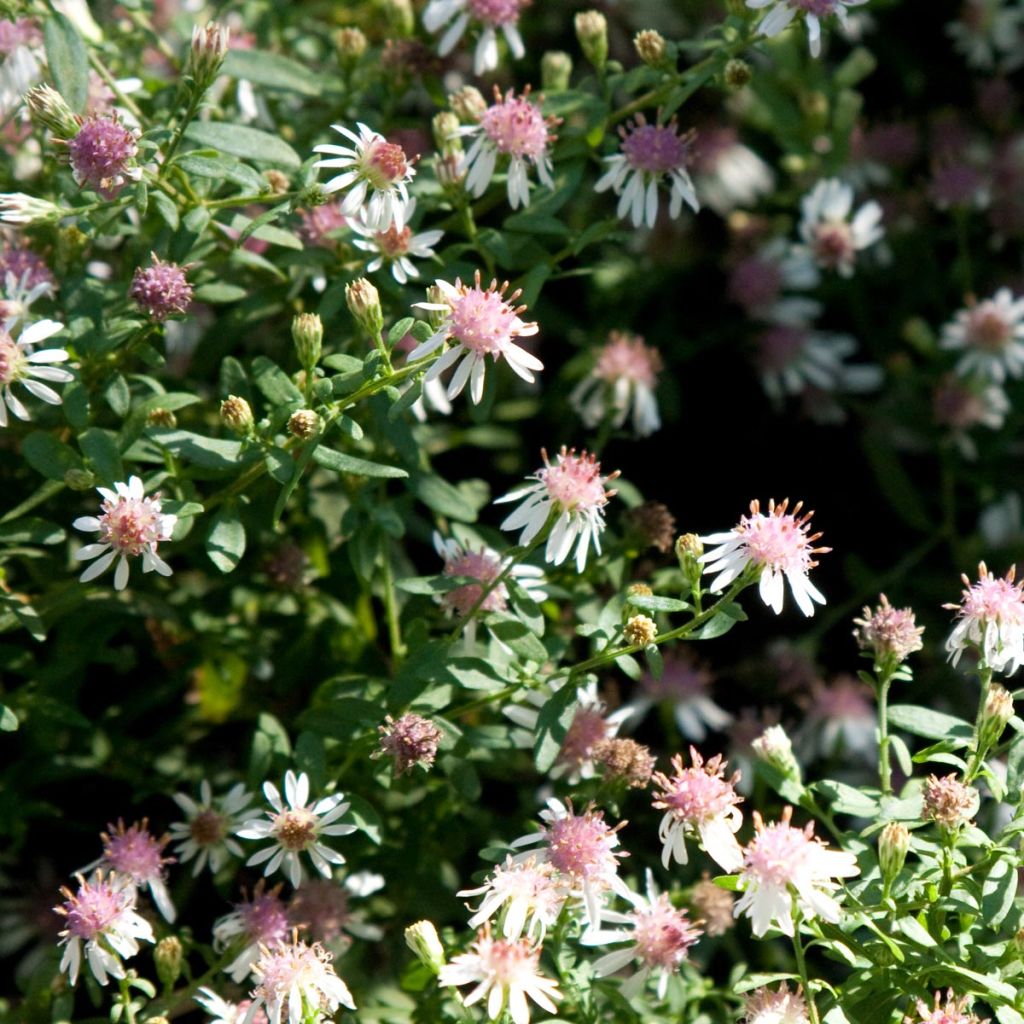 Aster lateriflorus Horizontalis - Herbstaster