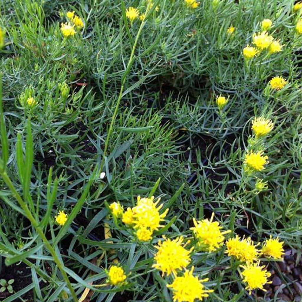 Aster linosyris - Goldhaar-Aster