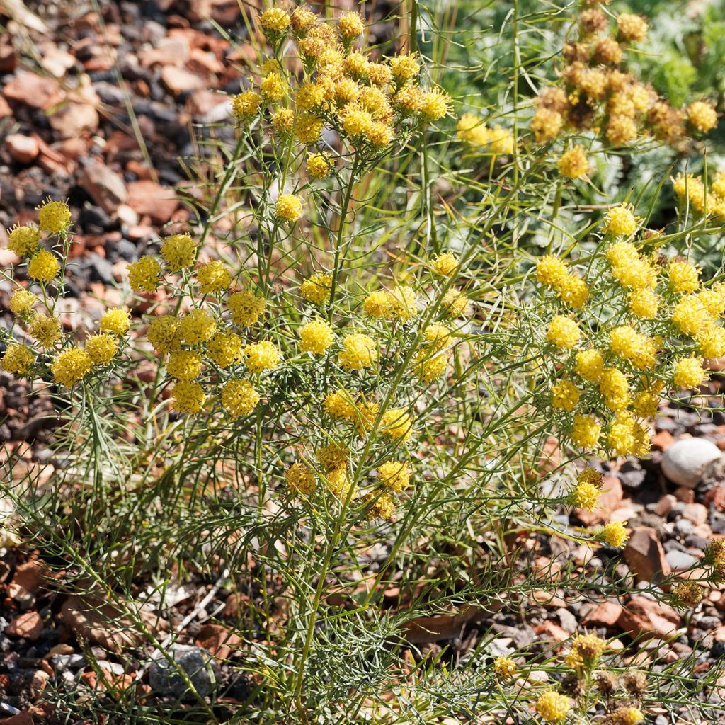 Aster linosyris - Goldhaar-Aster