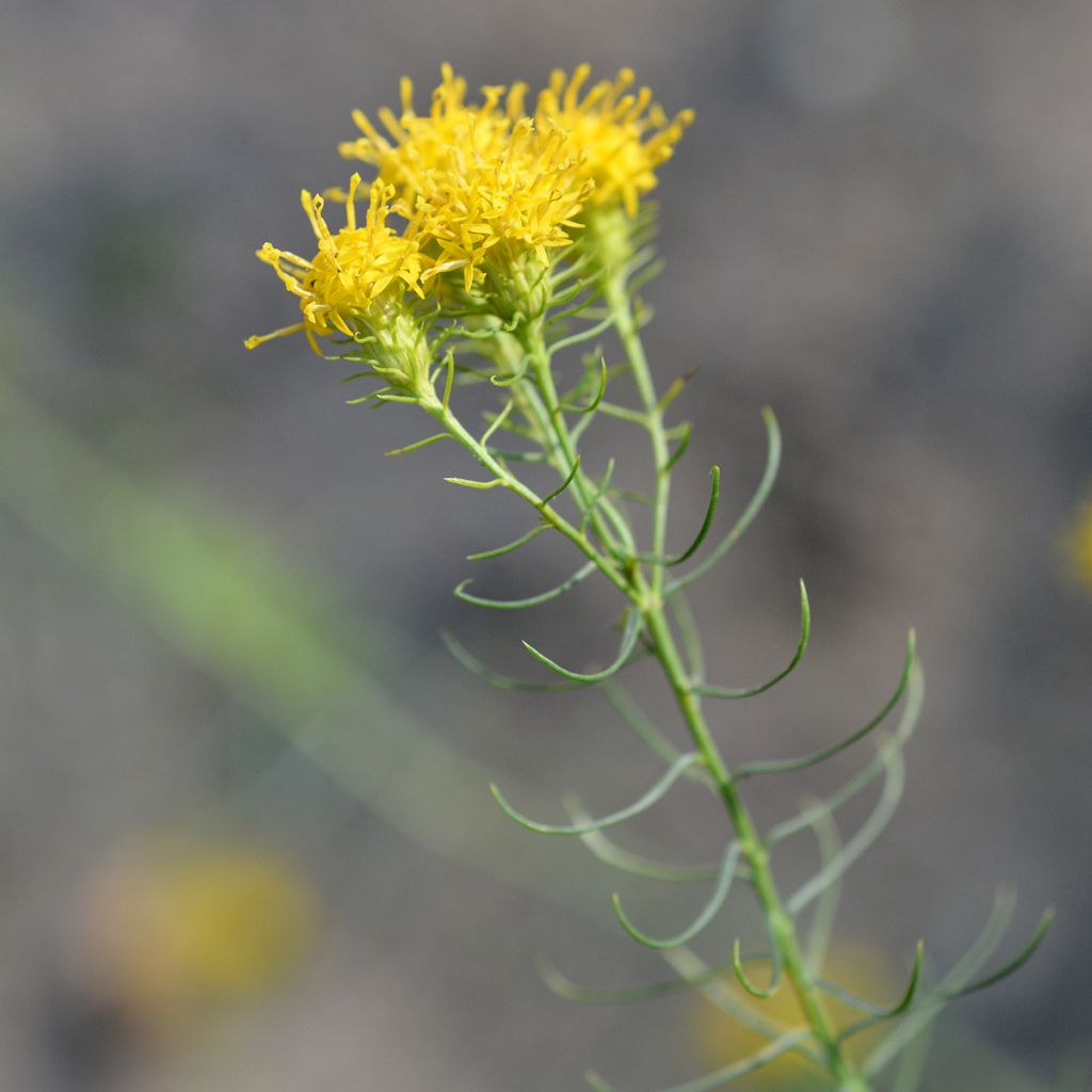 Aster linosyris - Goldhaar-Aster