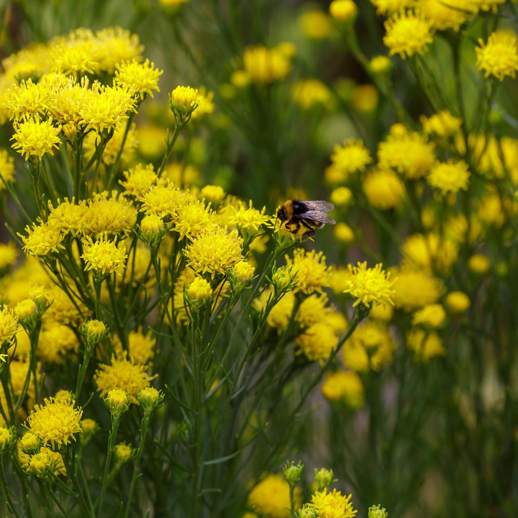 Aster linosyris - Goldhaar-Aster