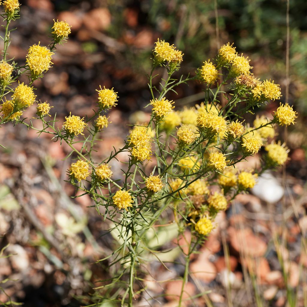 Aster linosyris - Goldhaar-Aster