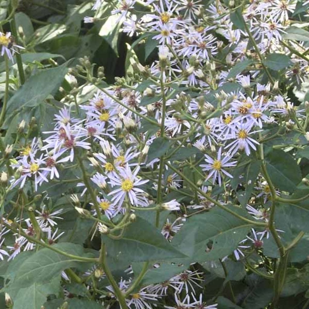 Aster macrophyllus - Großblättrige Aster