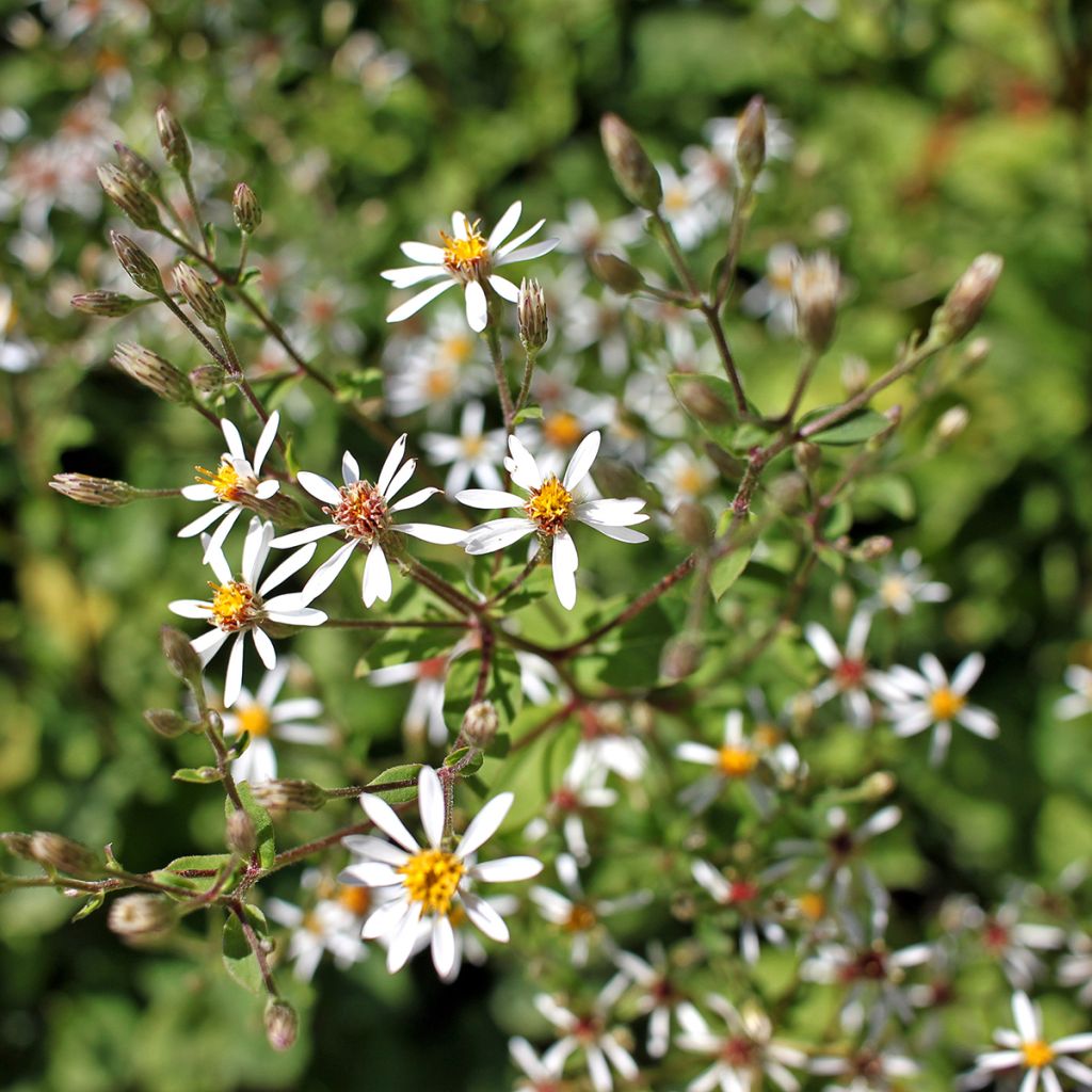 Aster macrophyllus - Großblättrige Aster