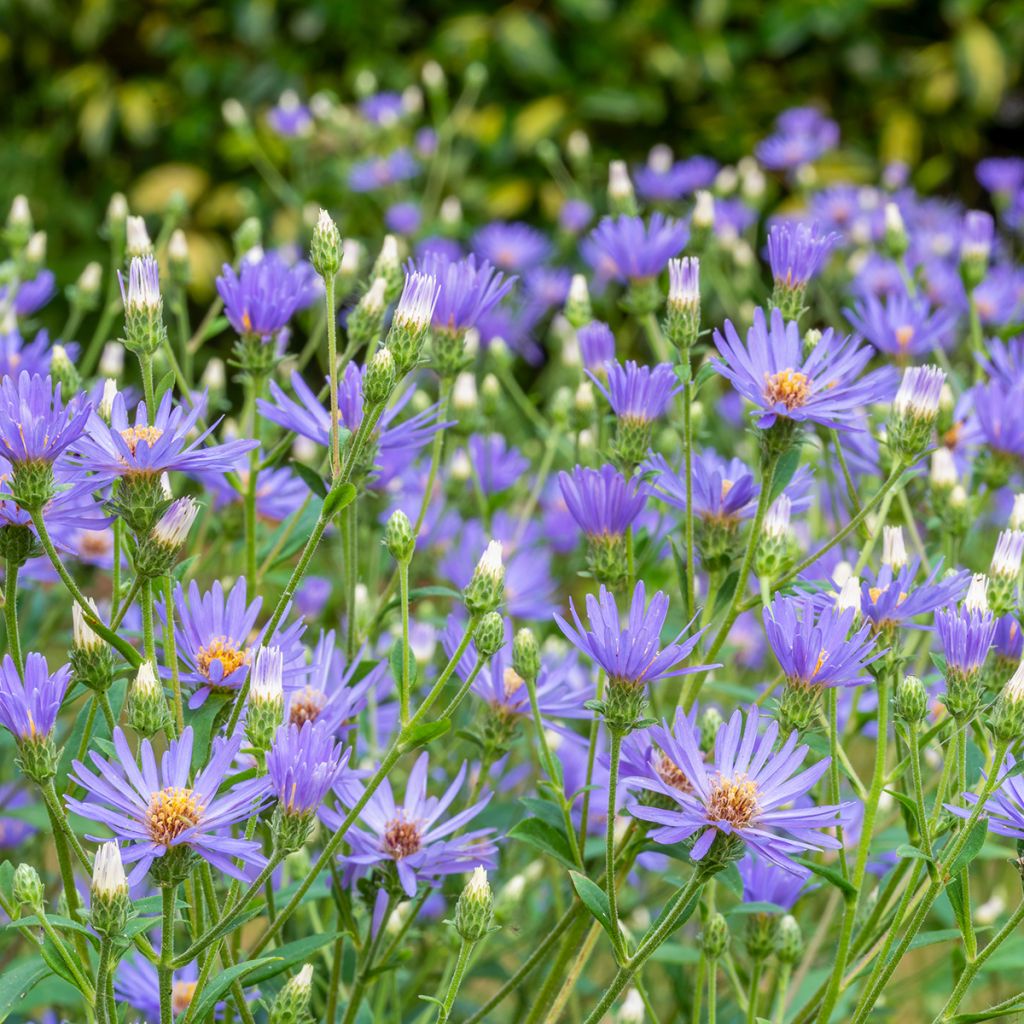 Aster macrophyllus Twilight - Großblättrige Aster