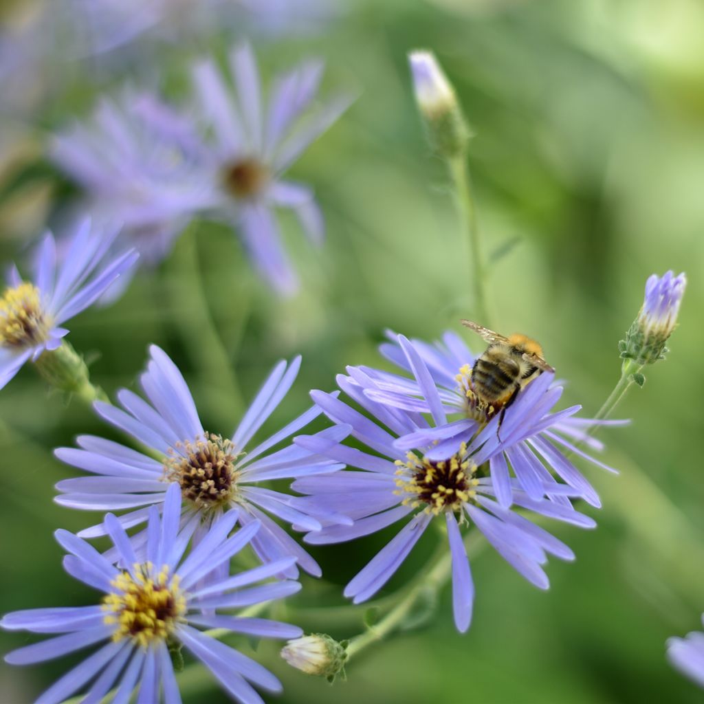 Aster macrophyllus Twilight - Großblättrige Aster