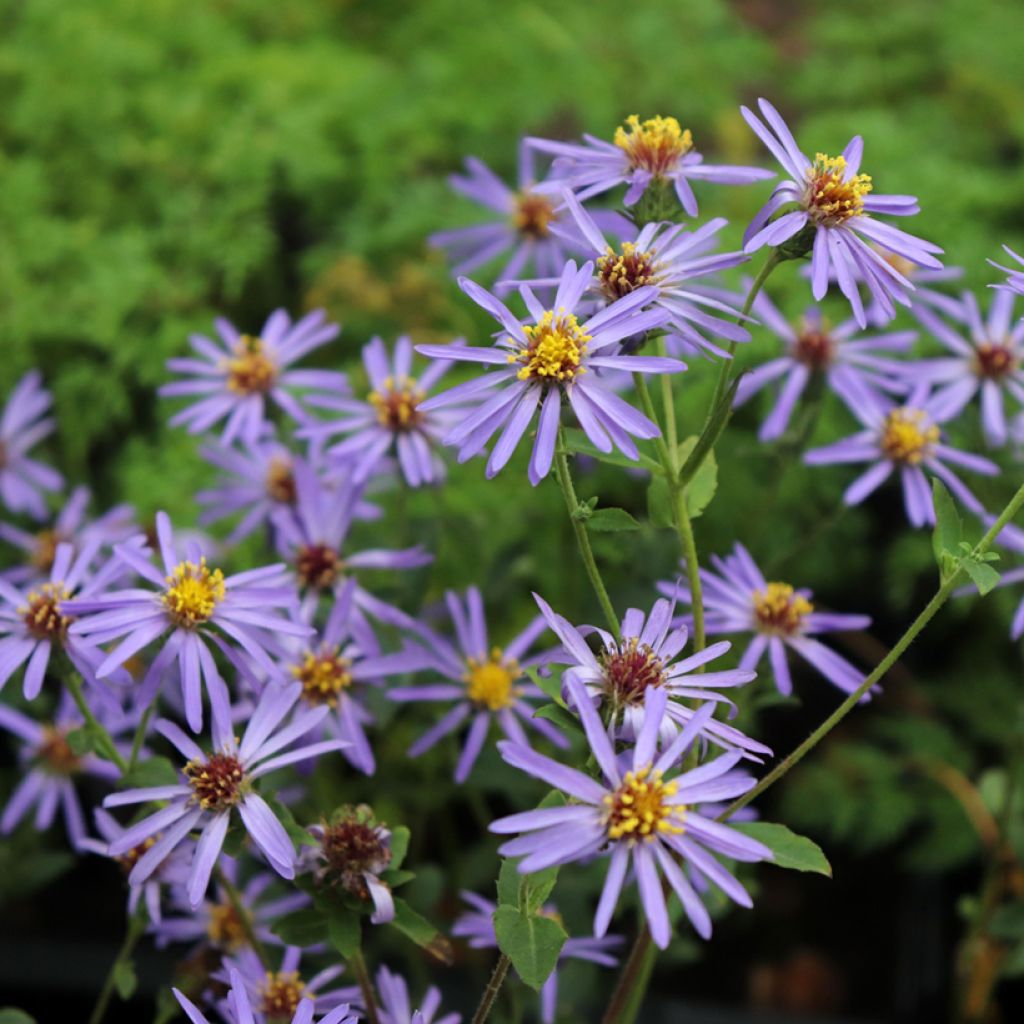 Aster macrophyllus Twilight - Großblättrige Aster