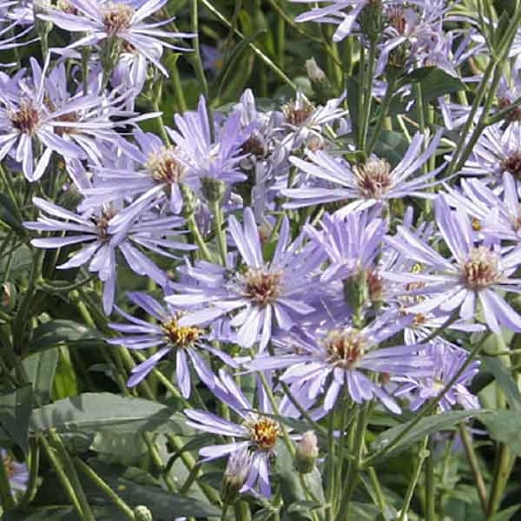 Aster macrophyllus Twilight - Großblättrige Aster