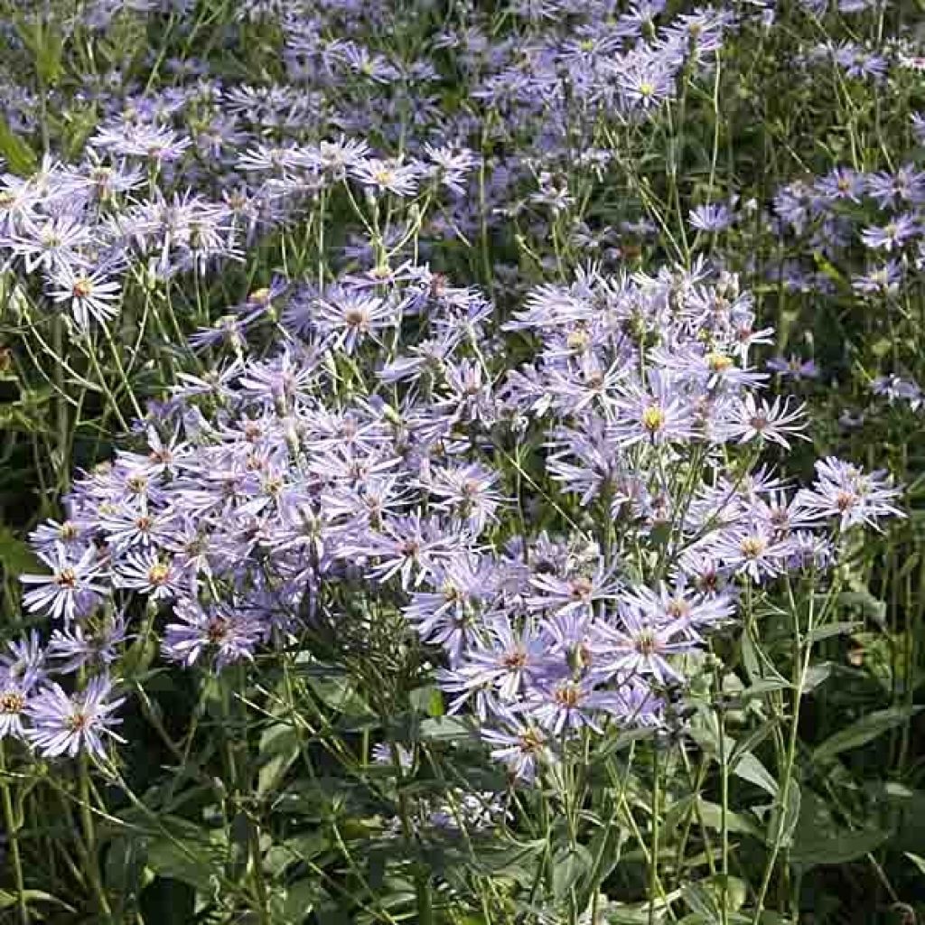 Aster macrophyllus Twilight - Großblättrige Aster