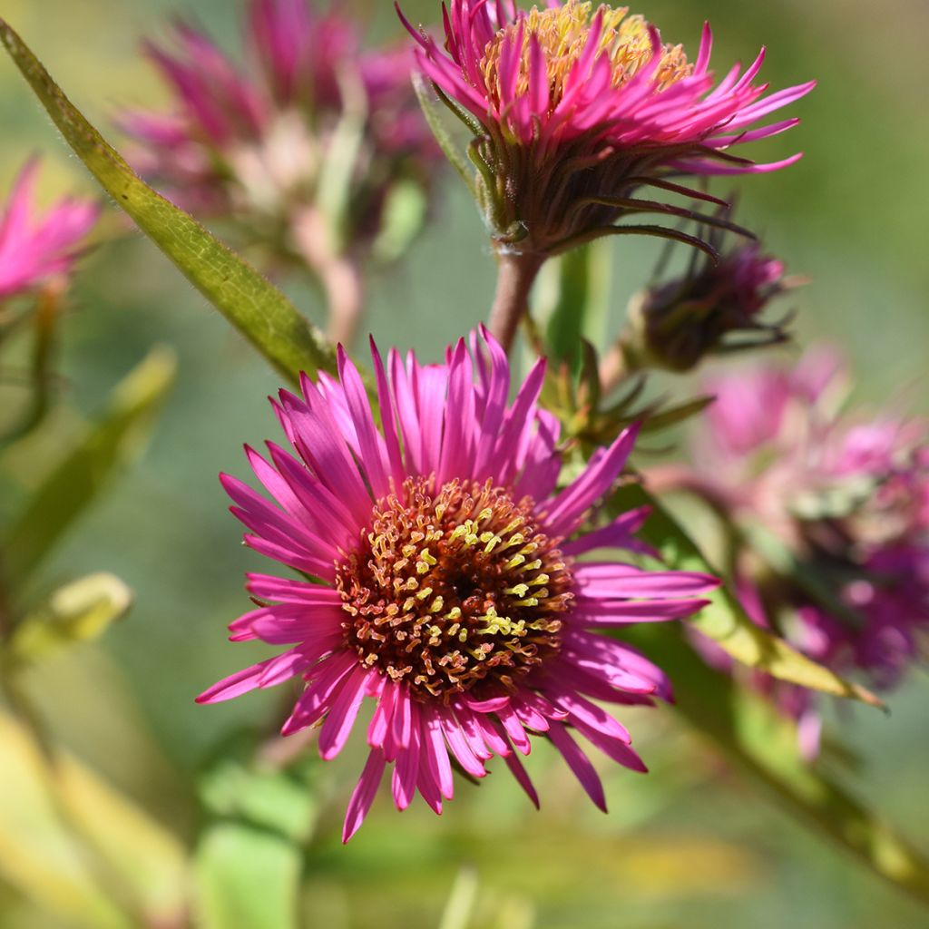 Aster novae-angliae Andenken an Alma Pötschke - Neuenglische Aster