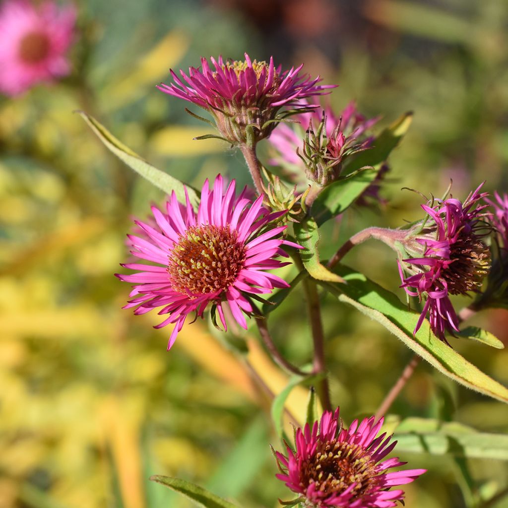 Aster novae-angliae Andenken an Alma Pötschke - Neuenglische Aster