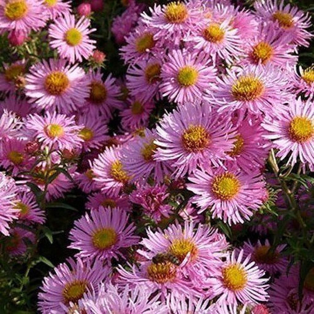 Aster novae-angliae Annabelle de Chazal - Neuenglische Aster