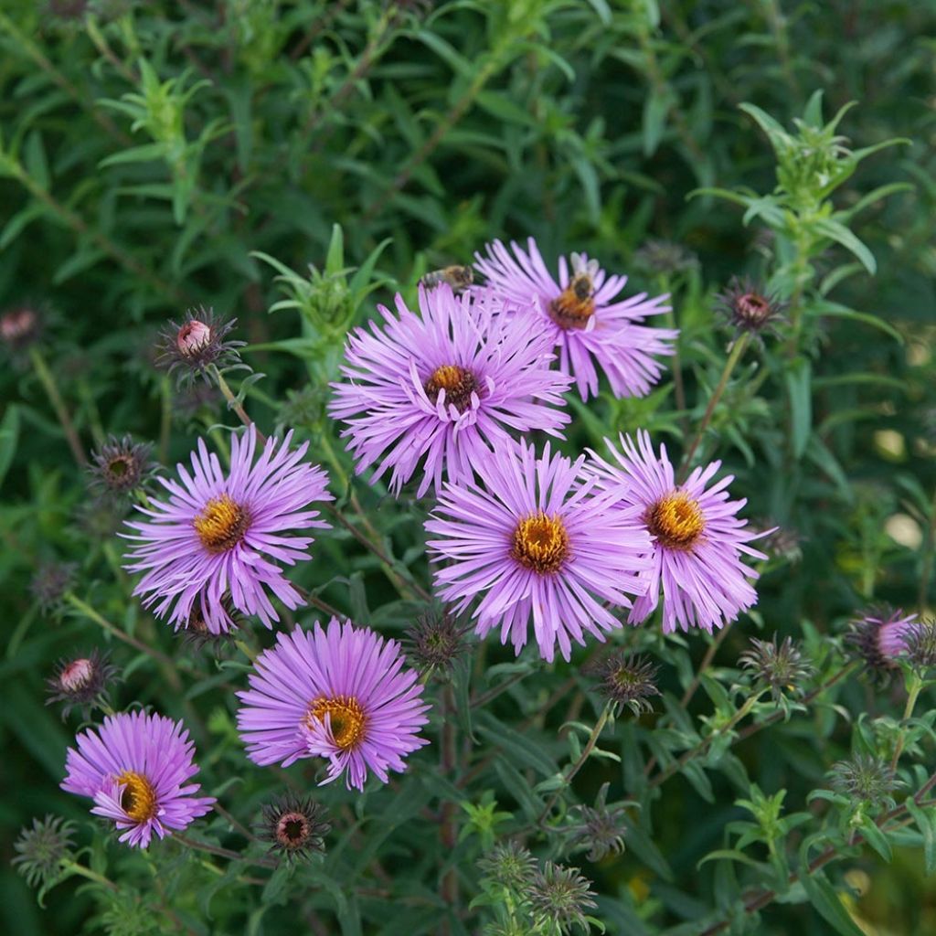 Aster novae-angliae Barr's Pink - Grand aster d'automne