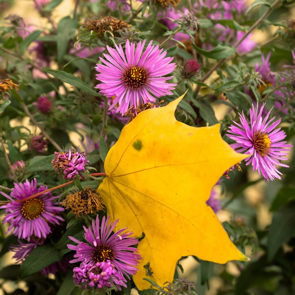 Aster novae-angliae Barrs Pink - Neuenglische Aster