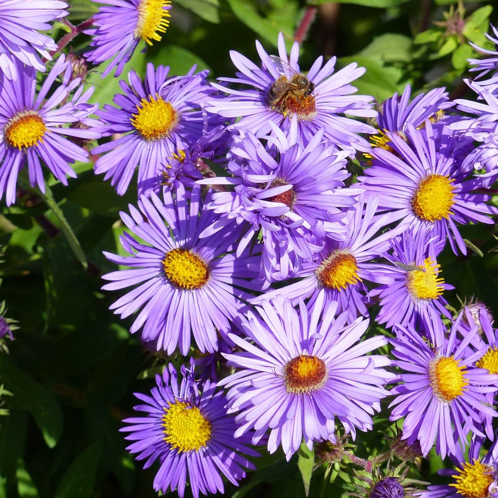 Aster novae-angliae Barrs Blue - Neuenglische Aster