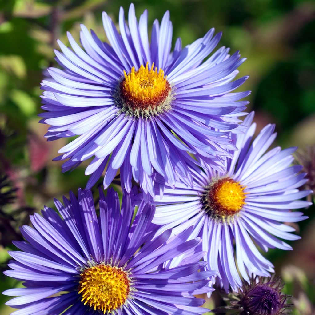 Aster novae-angliae Barrs Blue - Neuenglische Aster