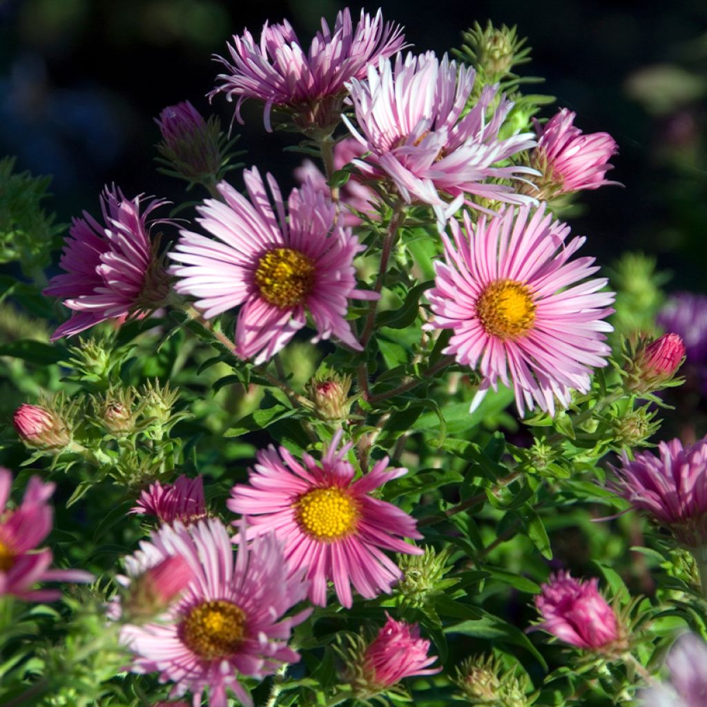 Aster novae-angliae Madame Loyau - Neuenglische Aster