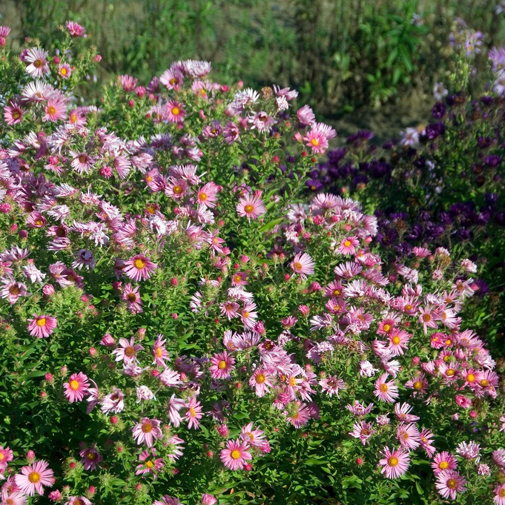 Aster novae-angliae Madame Loyau - Neuenglische Aster