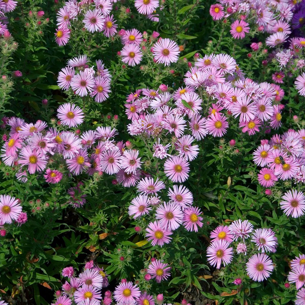 Aster novae-angliae Madame Loyau - Neuenglische Aster