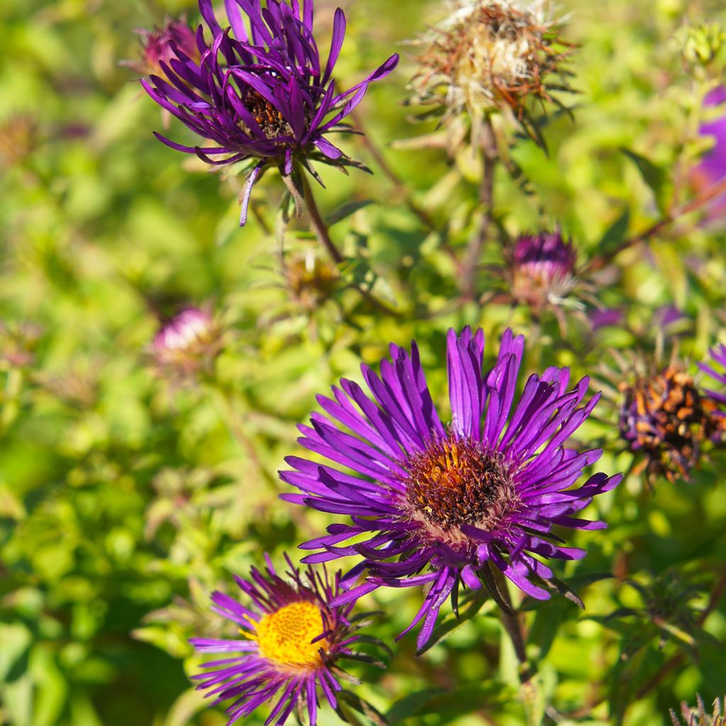 Aster novae-angliae Purple Dome - Neuenglische Aster