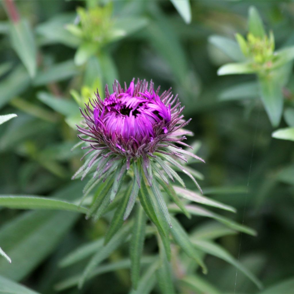 Aster novae-angliae Purple Dome - Neuenglische Aster