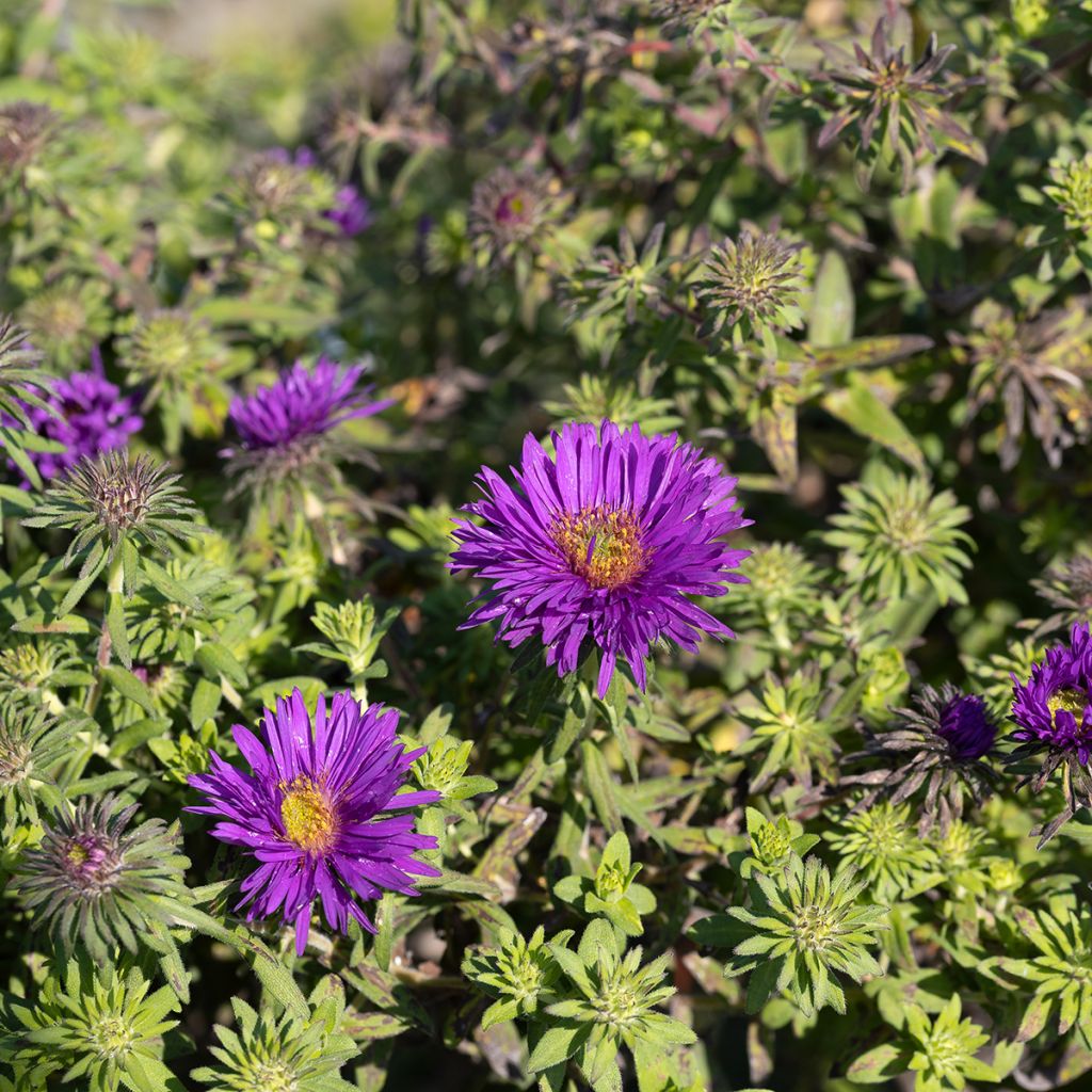 Aster novae-angliae Purple Dome - Neuenglische Aster