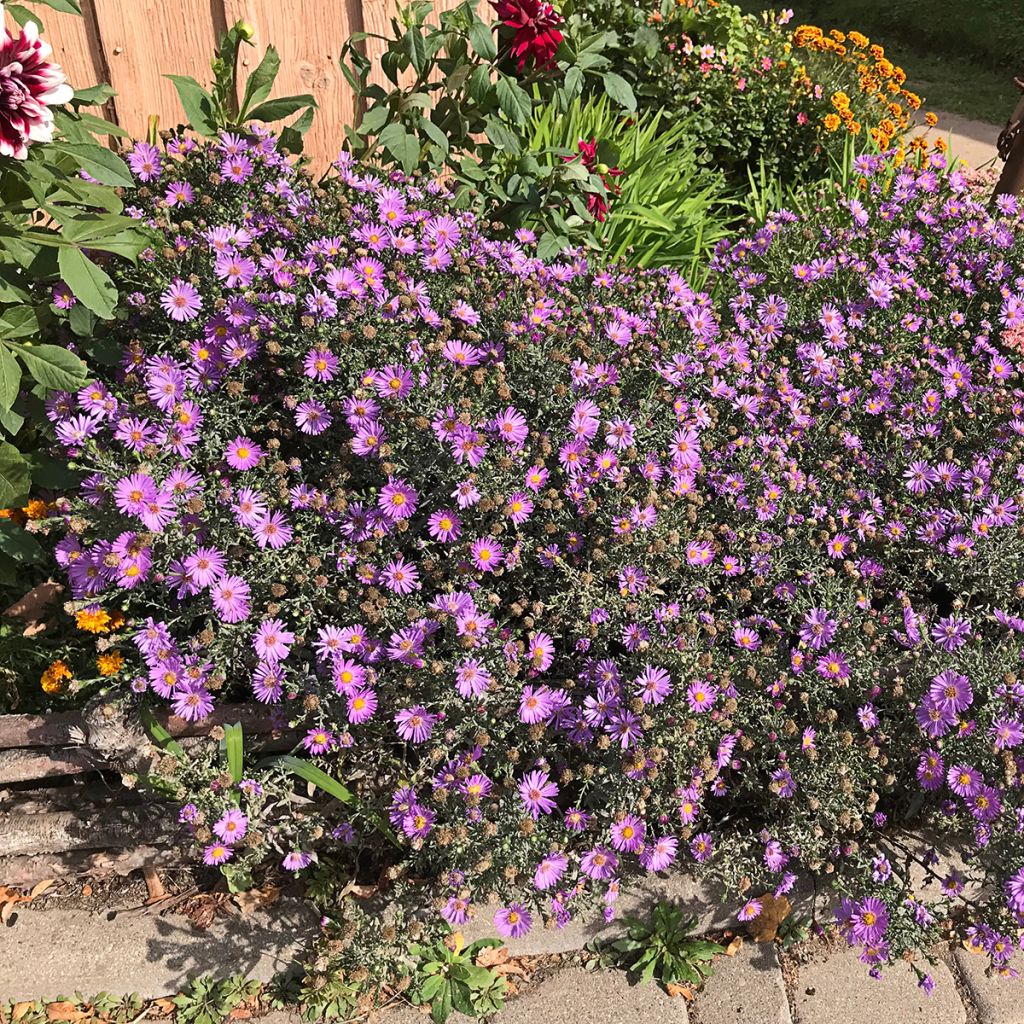 Aster novae-angliae Purple Dome - Neuenglische Aster