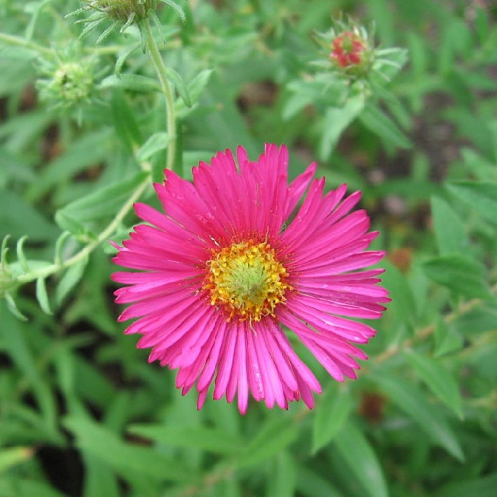 Aster novae-angliae Andenken an Alma Pötschke - Neuenglische Aster