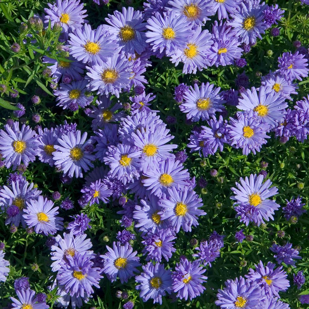 Aster novi-belgii Audrey - Glattblatt-Aster