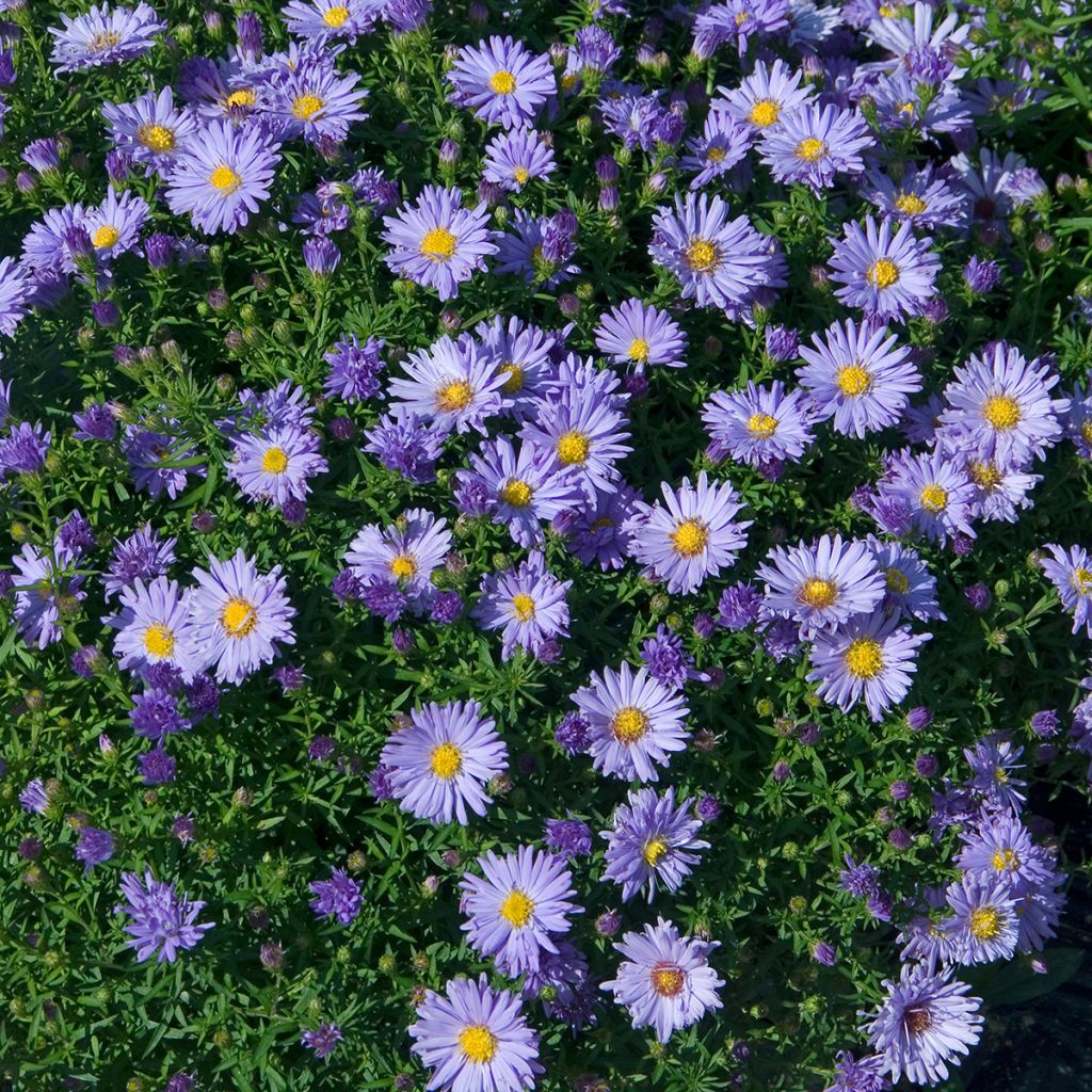 Aster novi-belgii Audrey - Glattblatt-Aster