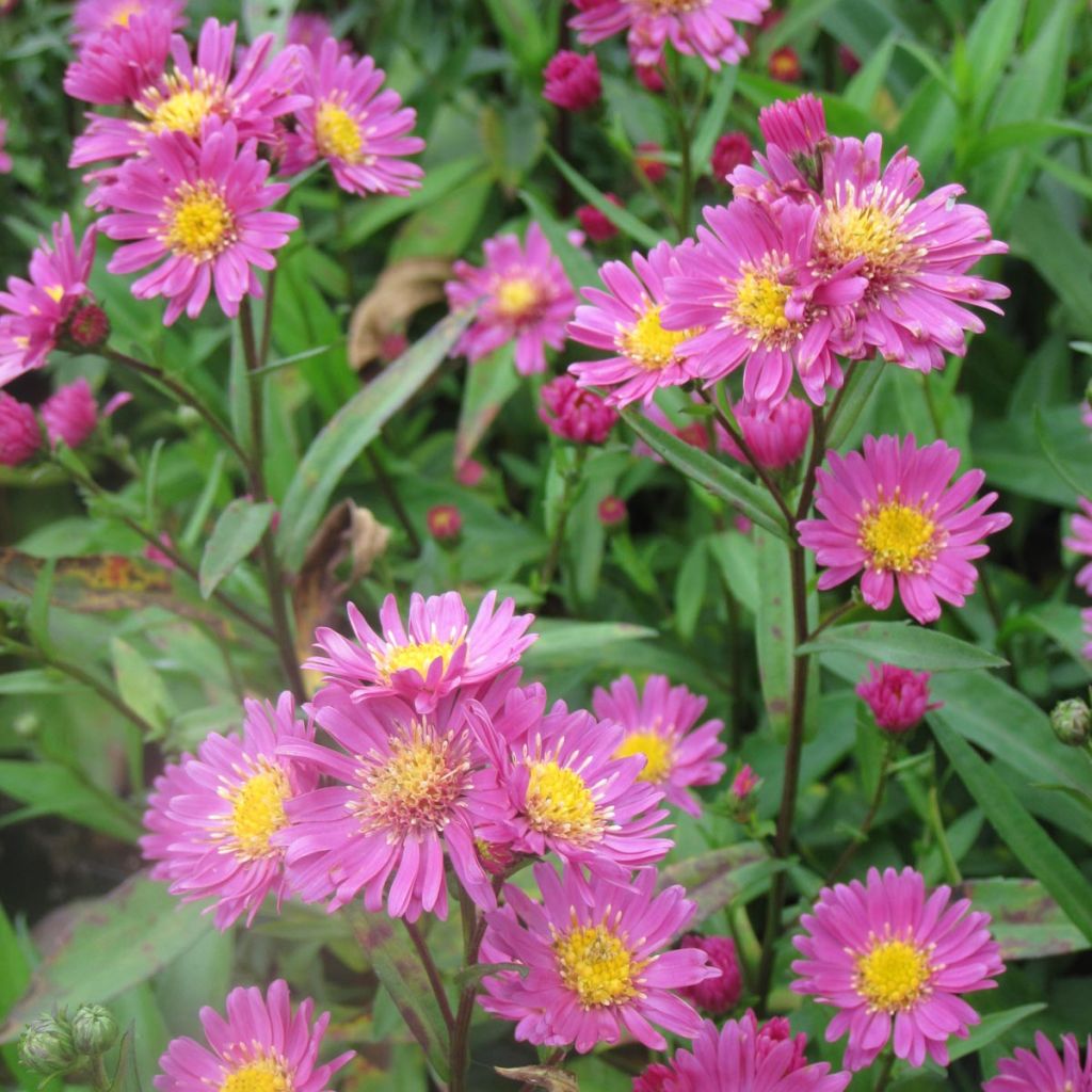 Aster novi-belgii Crimson Brocade - Glattblatt-Aster