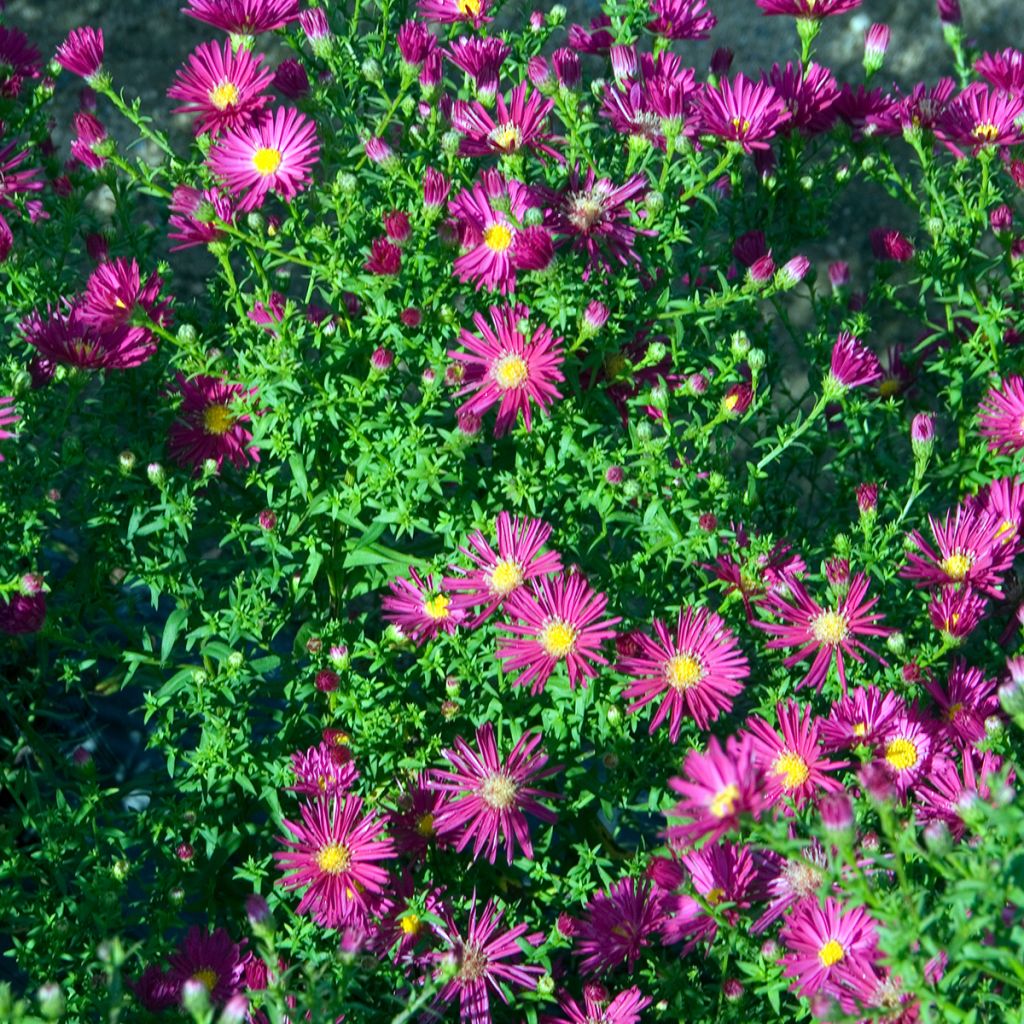 Aster novi-belgii Crimson Brocade - Glattblatt-Aster