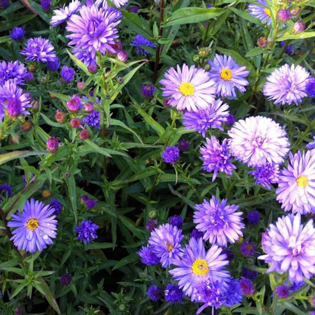 Aster novi-belgii Dauerblau - Glattblatt-Aster