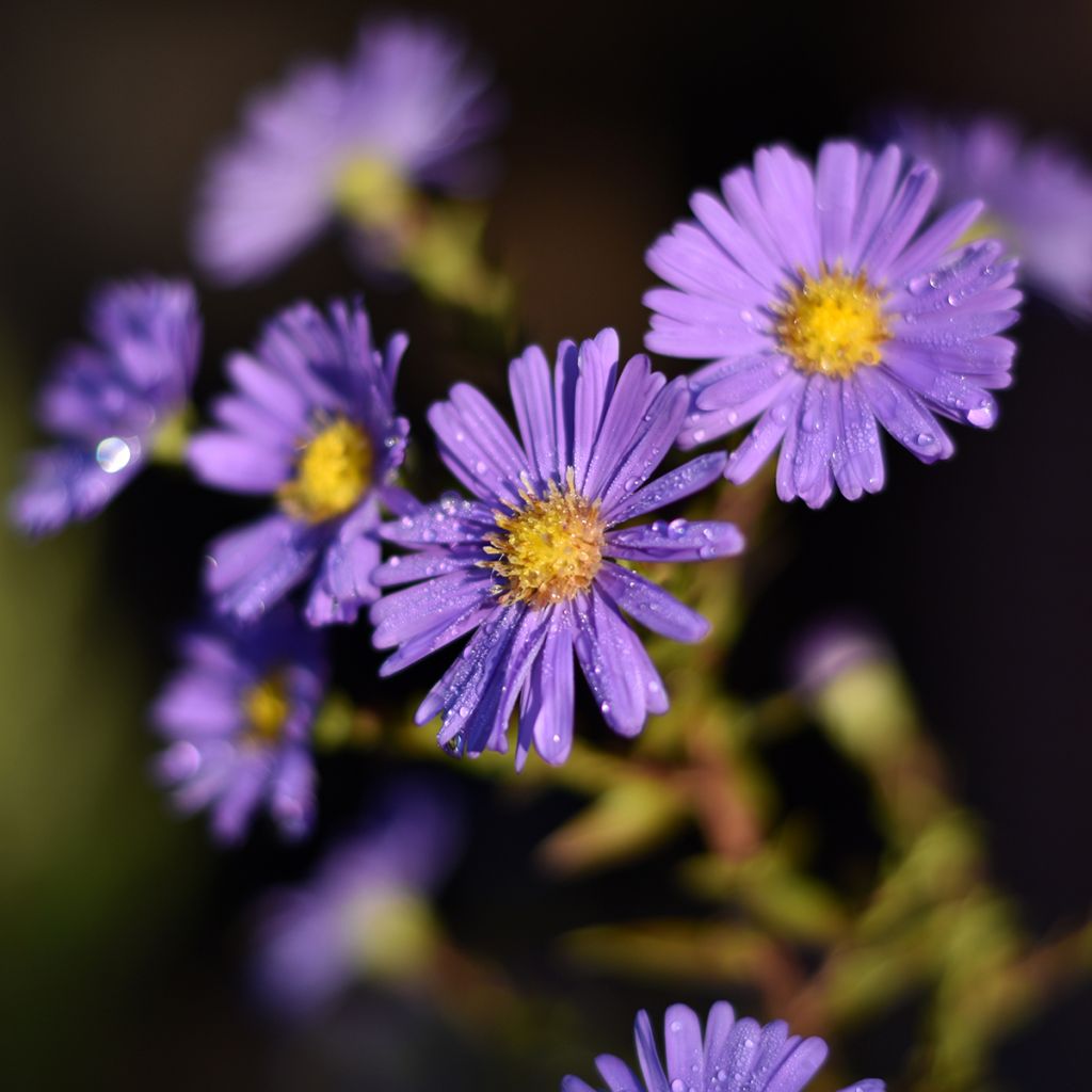 Aster novi-belgii Dauerblau - Glattblatt-Aster