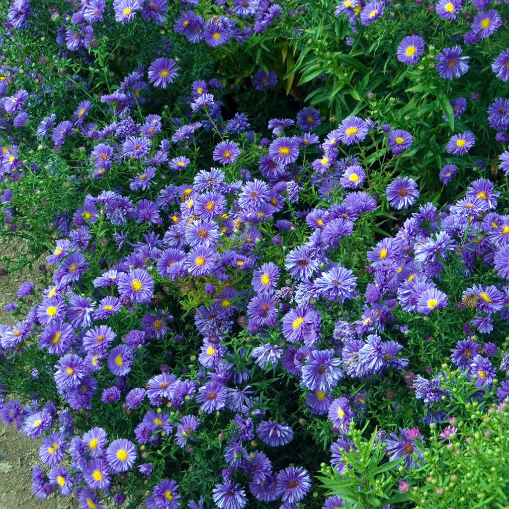 Aster novi-belgii Eventide - Glattblatt-Aster