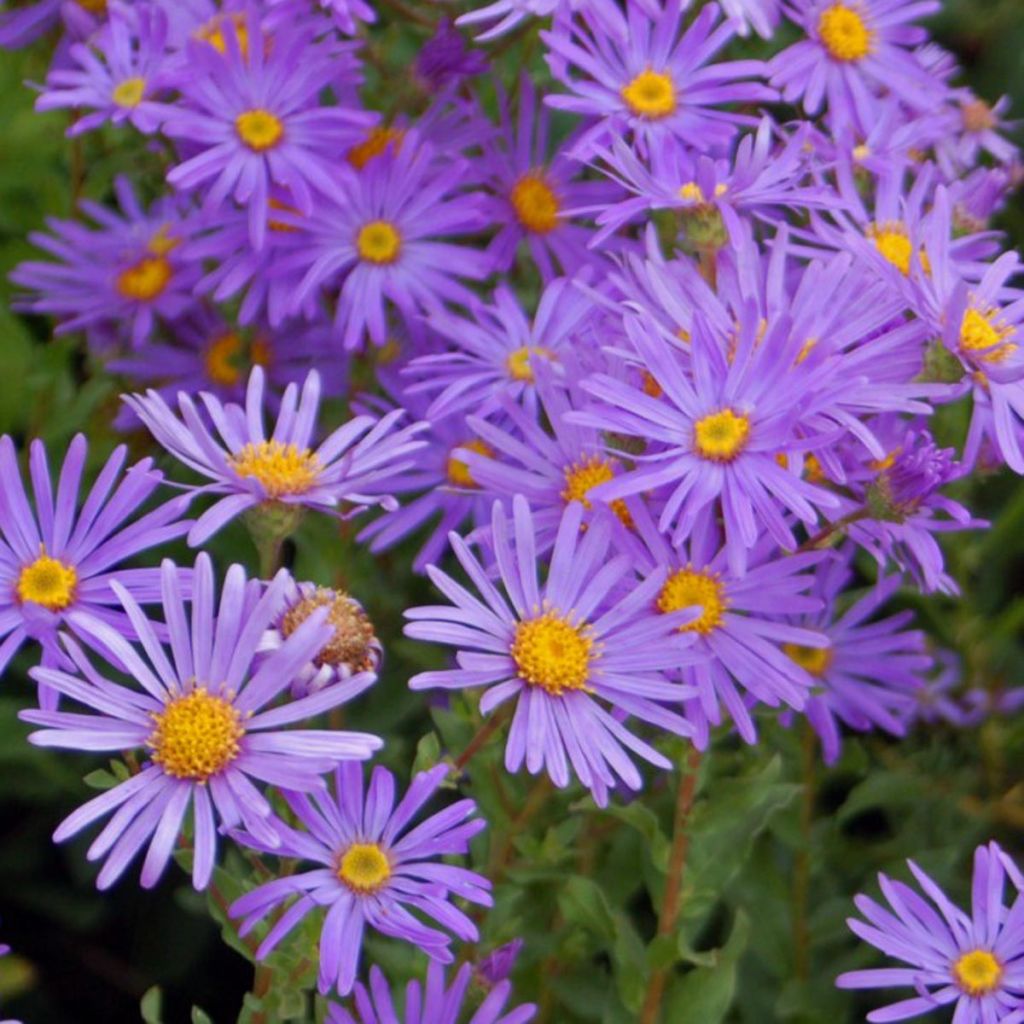 Aster novi-belgii Eventide - Aster grand d’automne